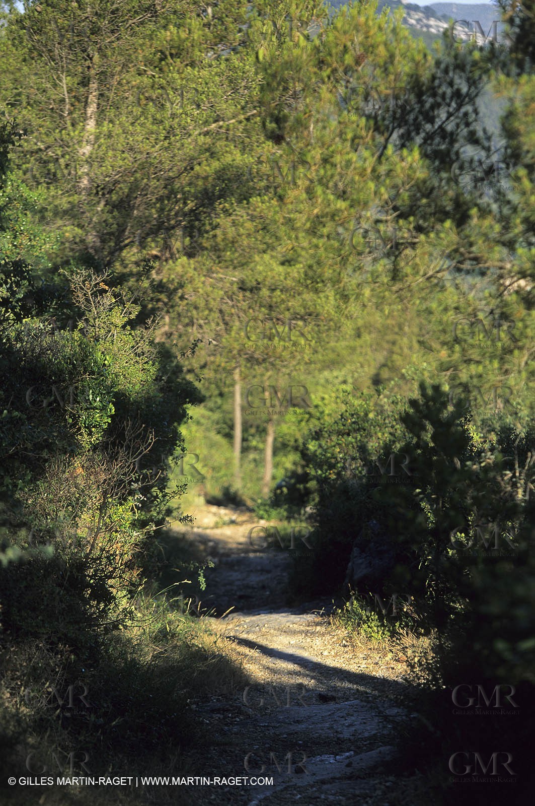 path in Aubagne hills