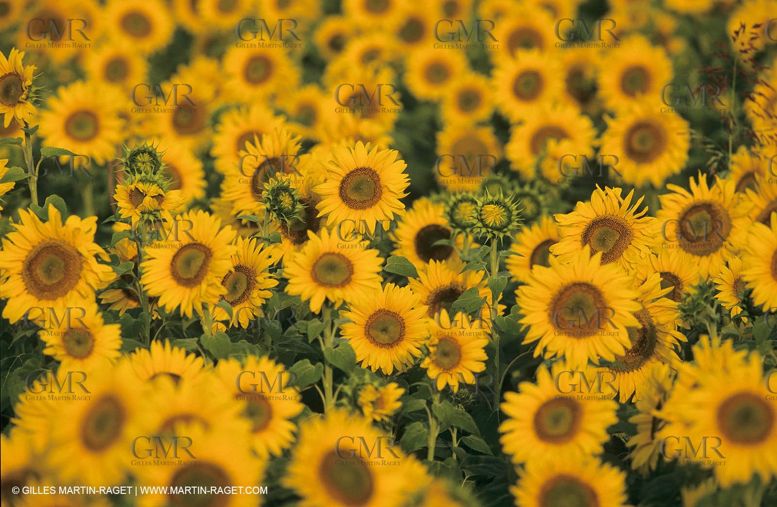 Alpilles (FRA,13) - Sunflower fields