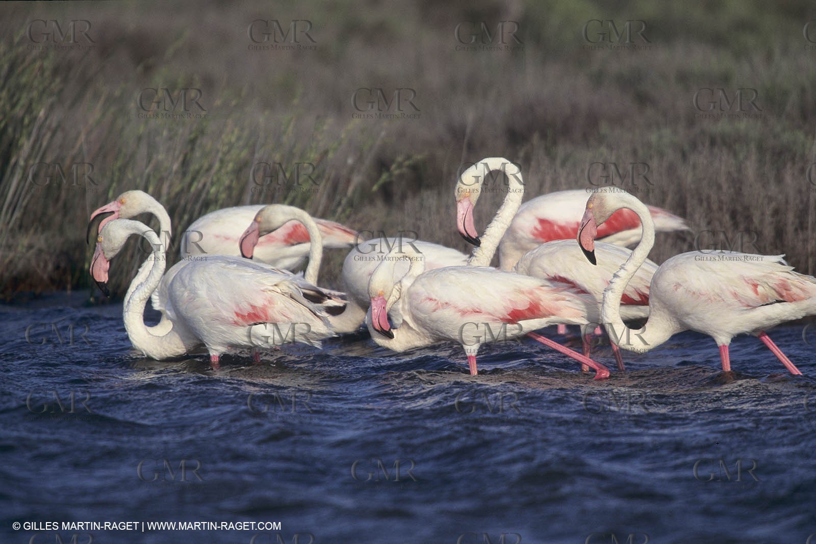 France, Provence, Camargue wildlife and landscapes, pink flamingos