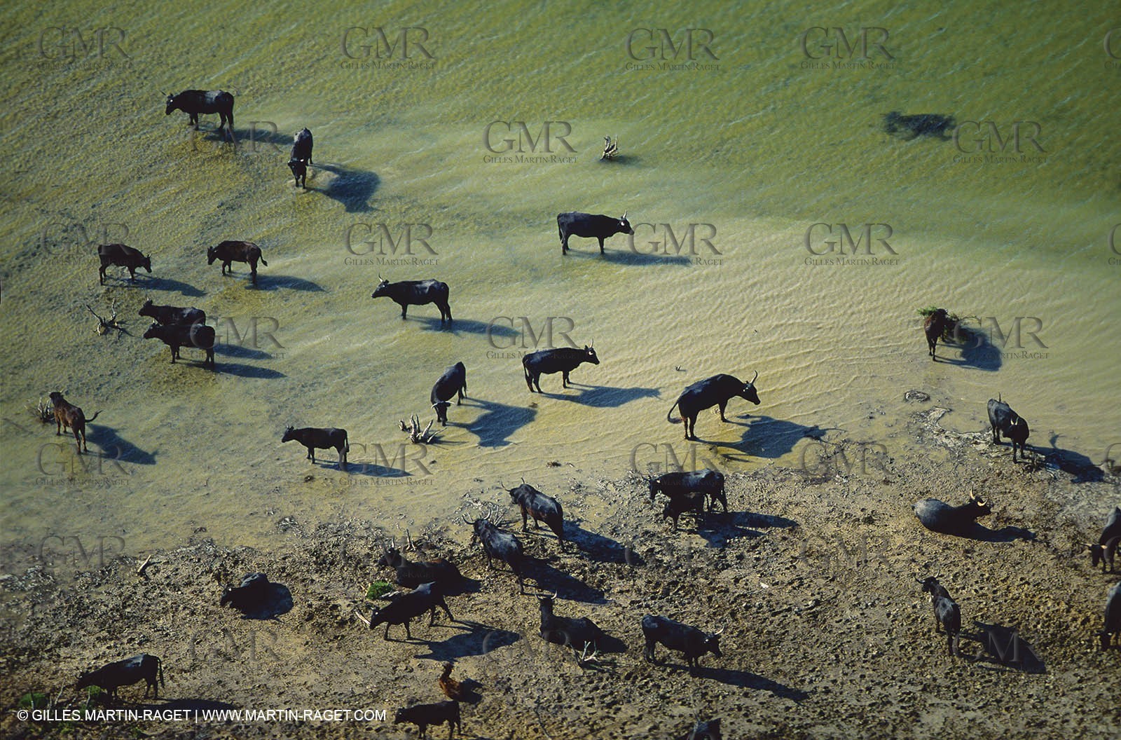 Bouches du Rhône, Camargue (FRA 13) - Camargue bulls