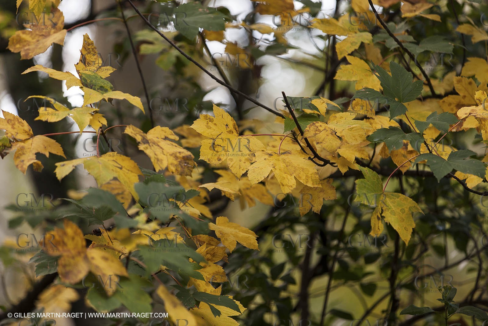 23 10 2012 - Gemenos (FRA) - Départemental Park of Saint Pons valley
