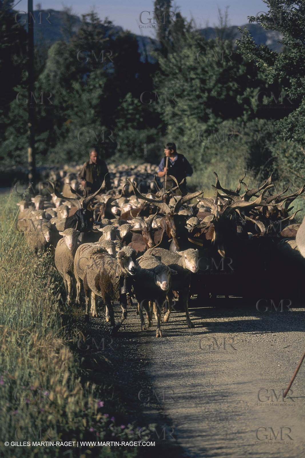 France, Provence, Moutons, bergers, élevage, transhumance