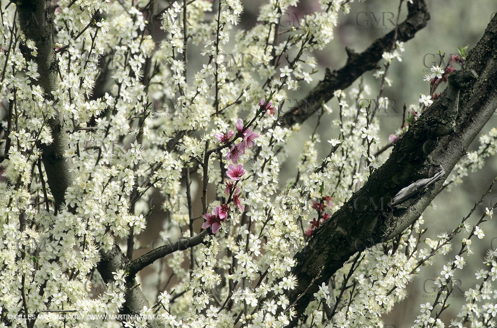 Luberon, Vaucluse (FRA,84) - Arbres fruitiers en fleur