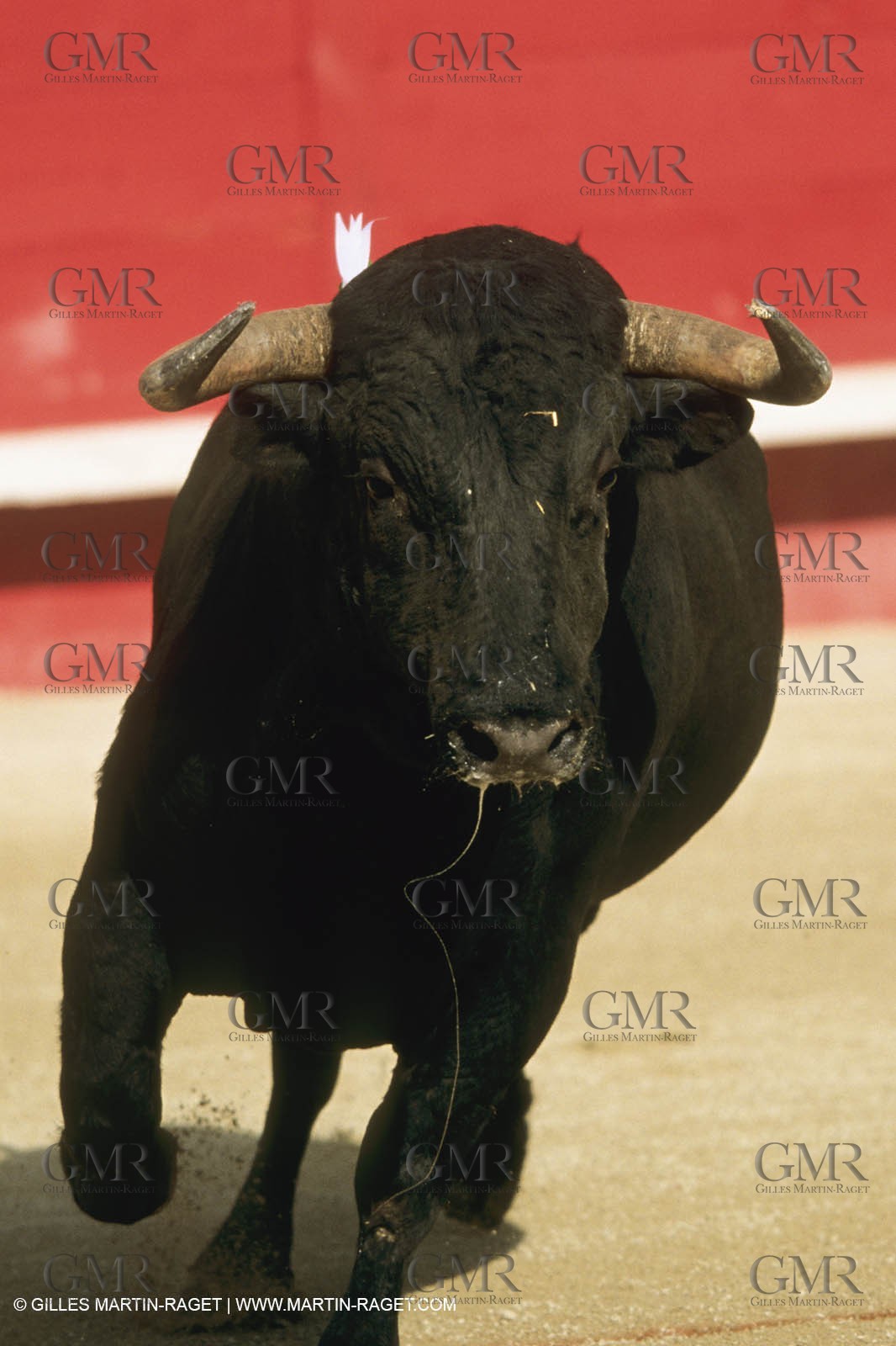 France, Provence, Traditions, tauromachie,