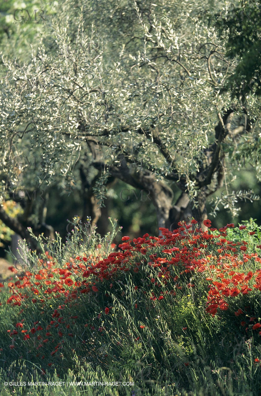 2000-2010- Les Alpilles (FRA,13) - Poppy fields