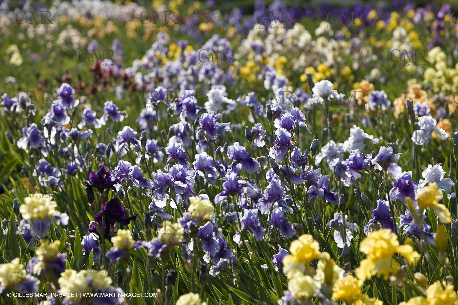 04 05 2008 - Saint Rémy de Provence (FRA, 13) - Alpilles hills landscapes