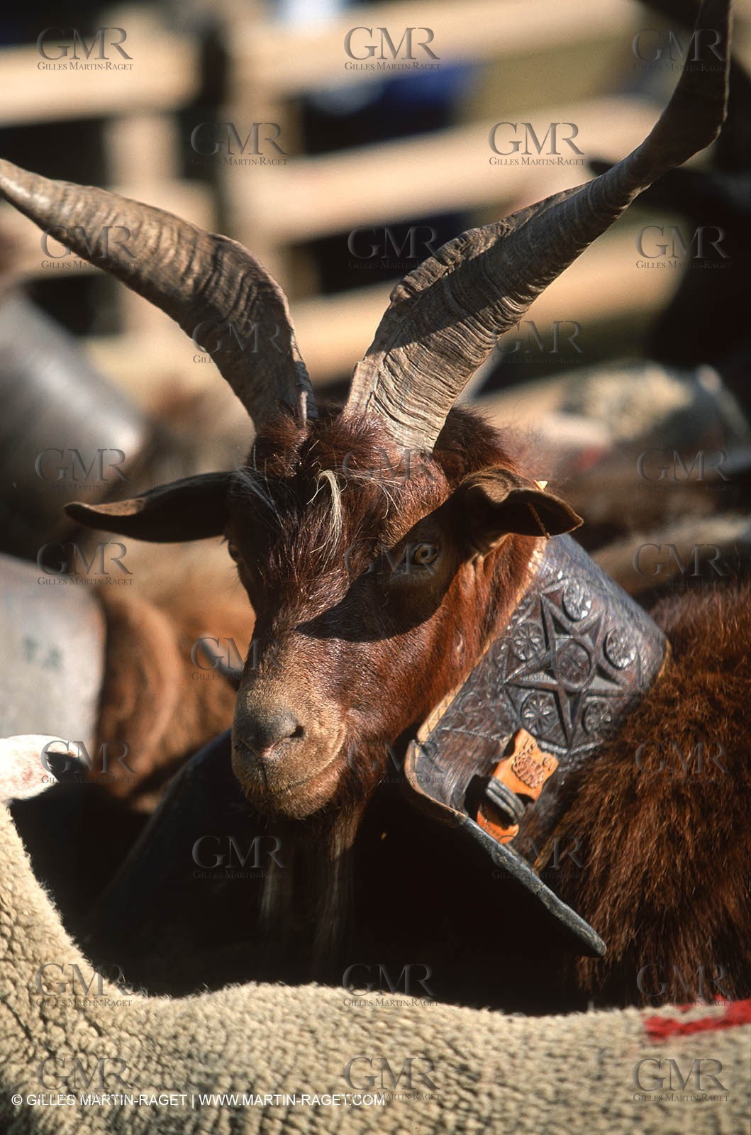 Saint Rémy de Provence (FRA,13) - Sheep stocks migration Fest