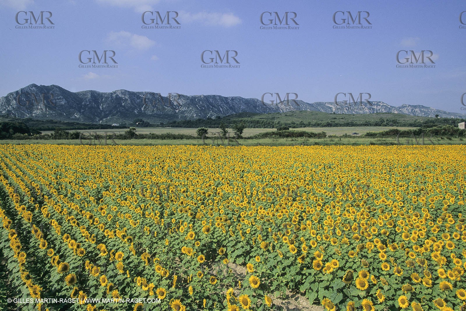 France, Provence, Champs de Tournesols