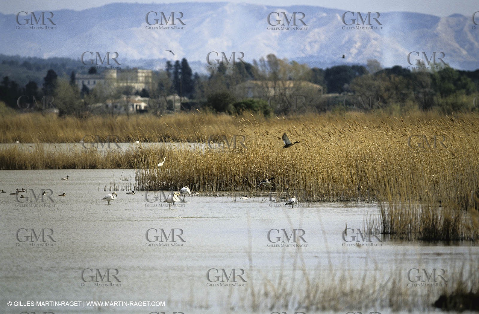 Camargue (FRA,13) - Flamingos in the Camargue