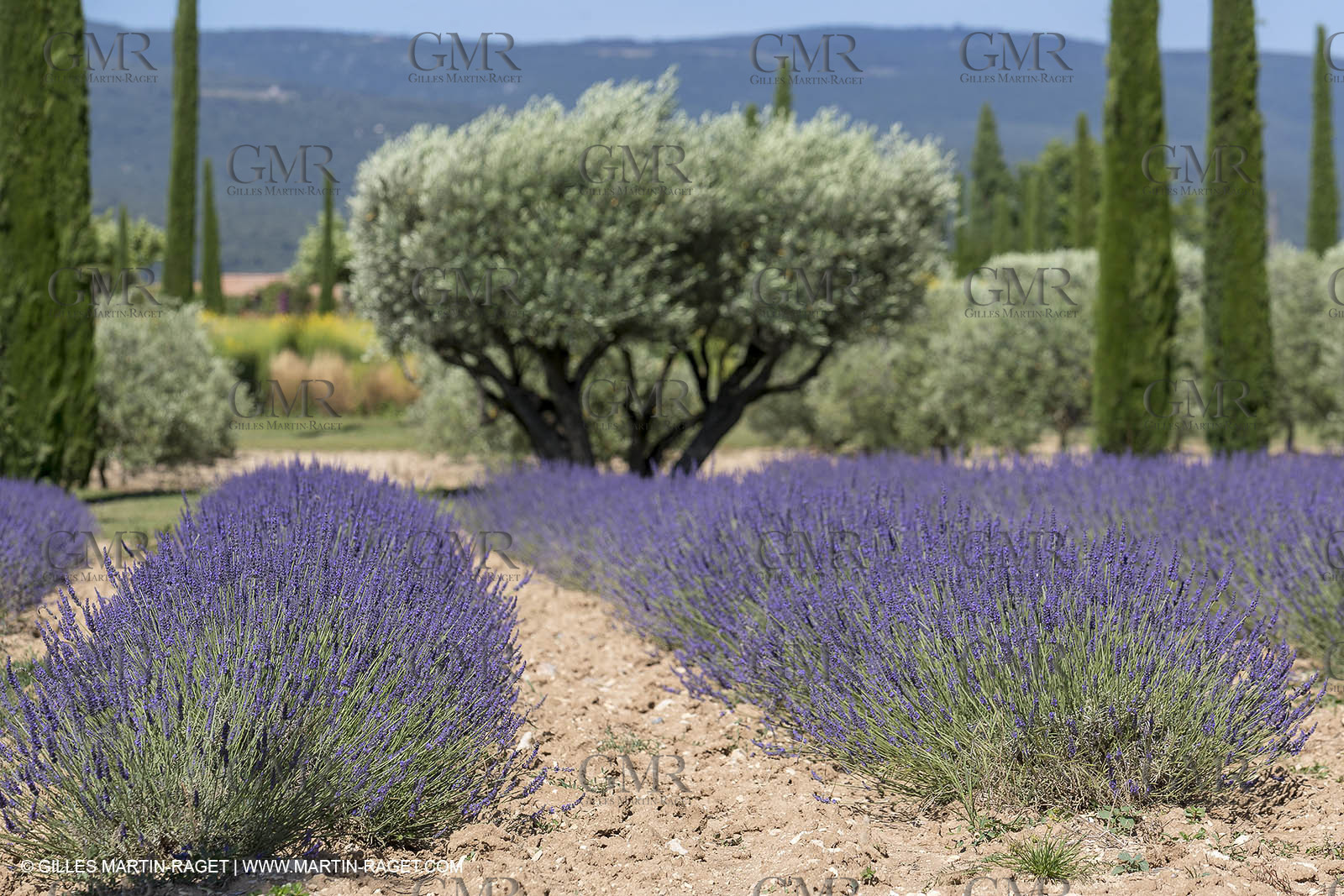 22 06 2018, Saint-Saturnin les Apts (FRA,84), Domaine des Andéols