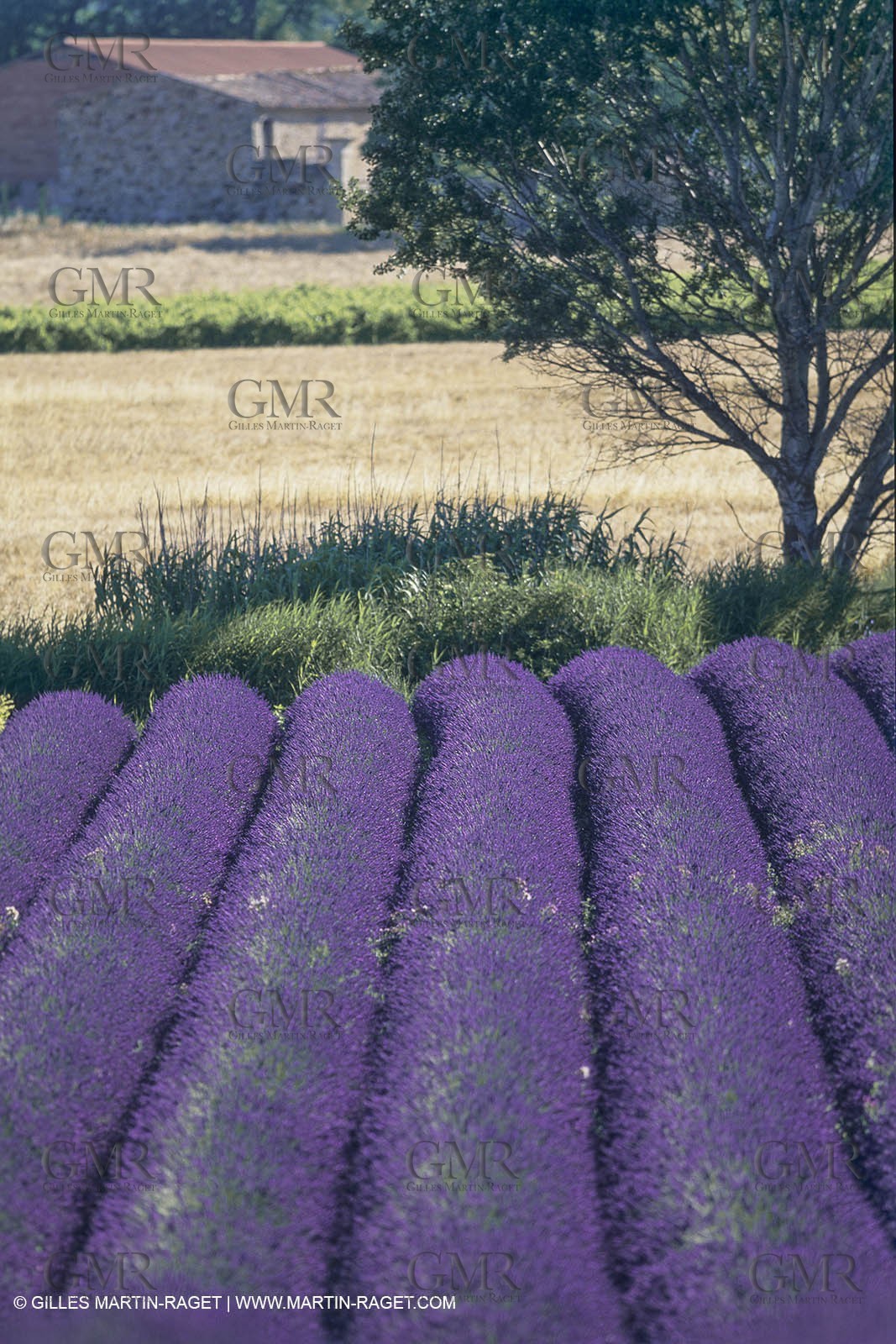 France, Provence, Lavender fields