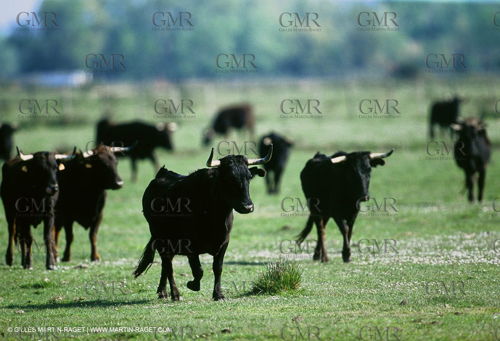 Bouches du Rhône, Camargue (FRA 13) - Taureaux de Camargue