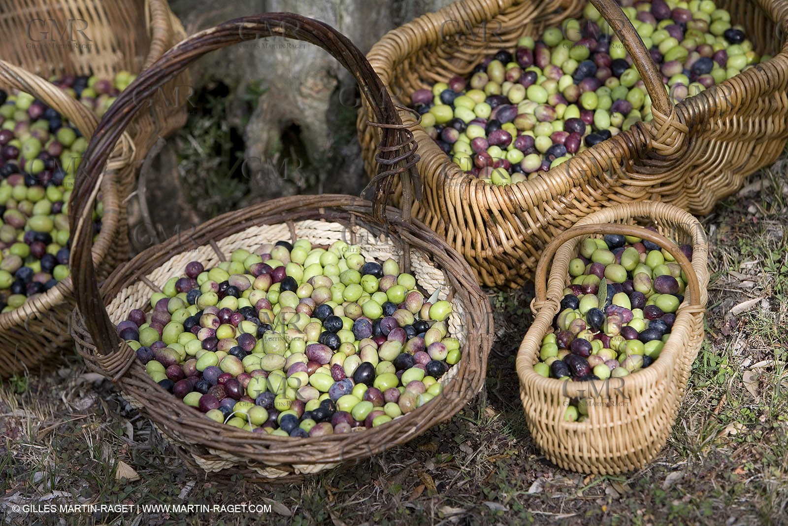 28 10 2007 - Saint Rémy de Provence (FRA, 13)- Olives harvest at  Vallon Raget