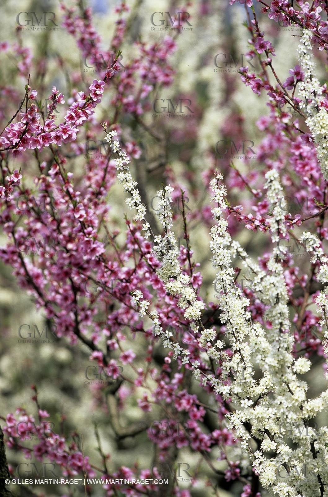 Luberon, Vaucluse (FRA,84) - Fruit trees blooming