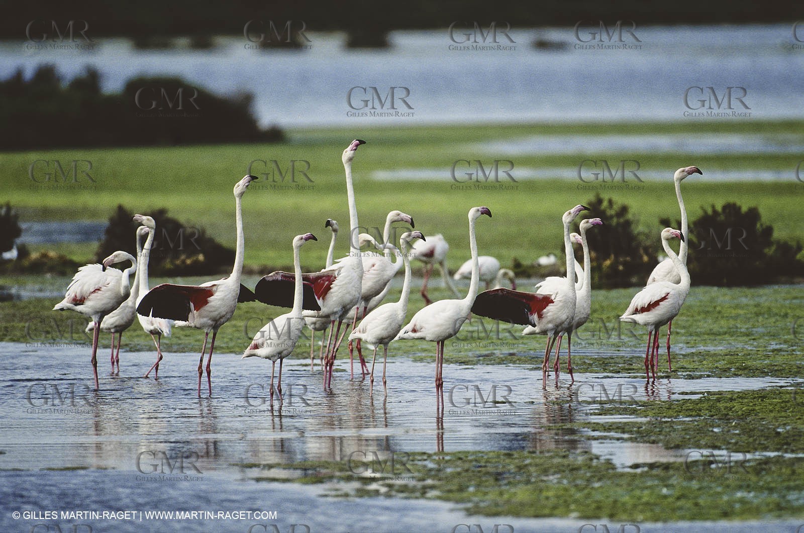 Camargue (FRA,13) - Flamants roses en Camargue
