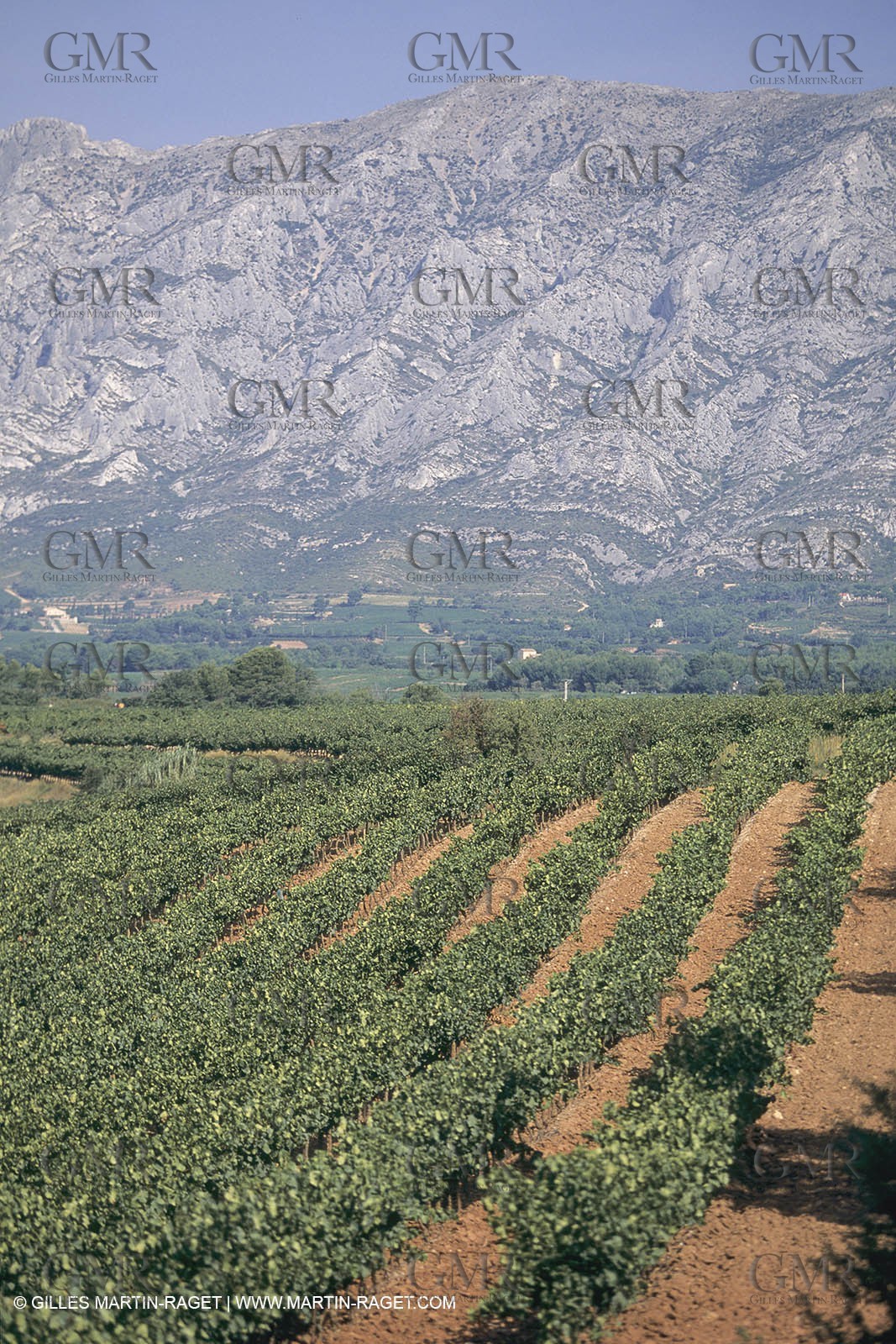 France, Provence, Vignobles des vins de Provence