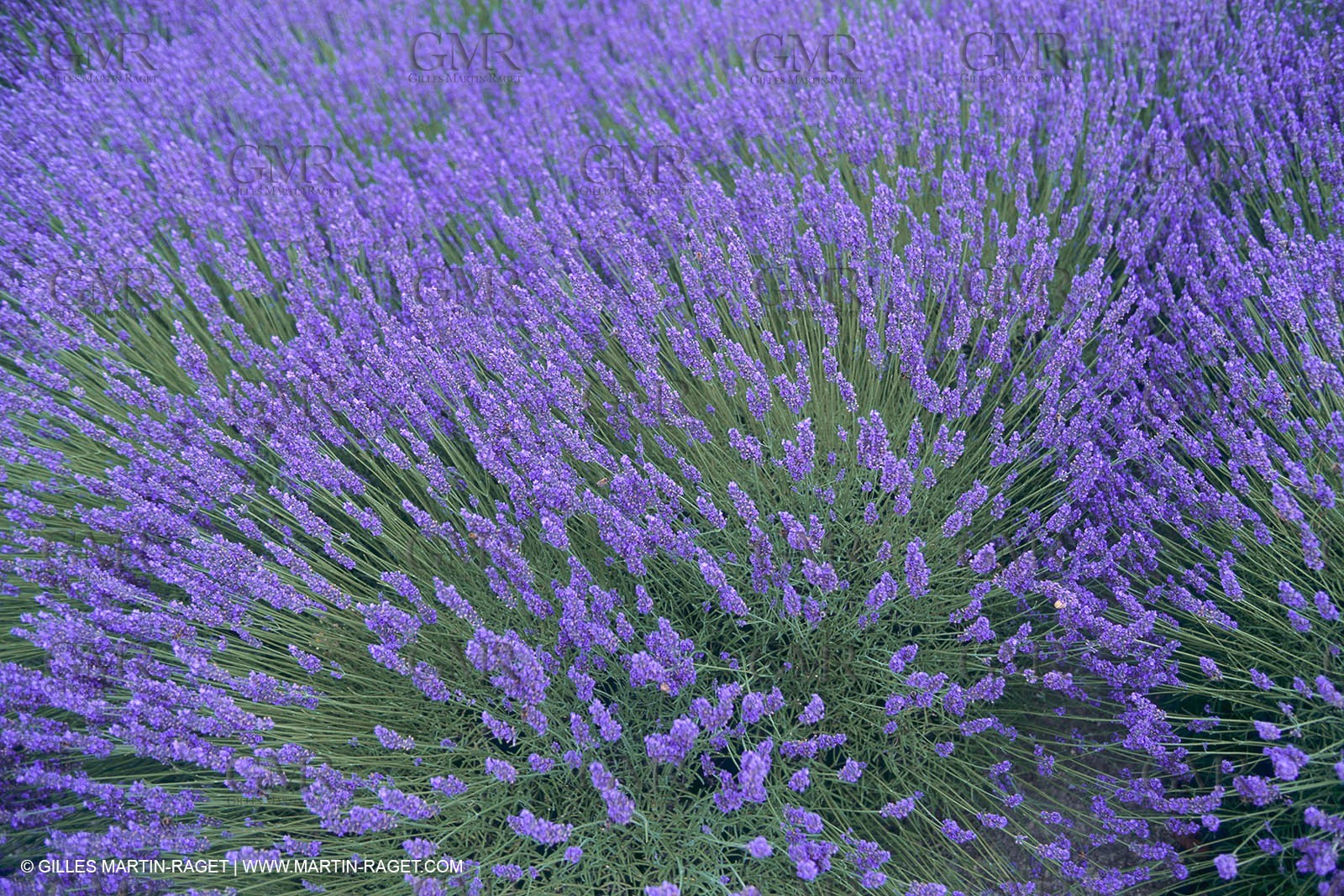 France, Provence, Lavender fields