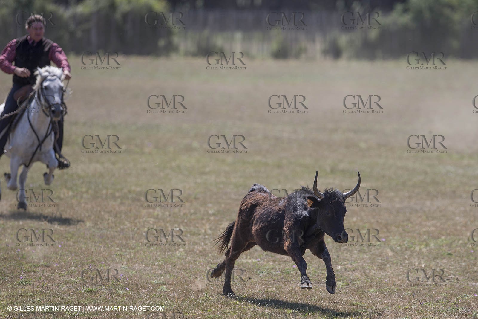 Course de Satin 2014 - Arles (FRA,13) - 1 06 2014**The satin race - Arles (FRA,13) - 01 06 2014