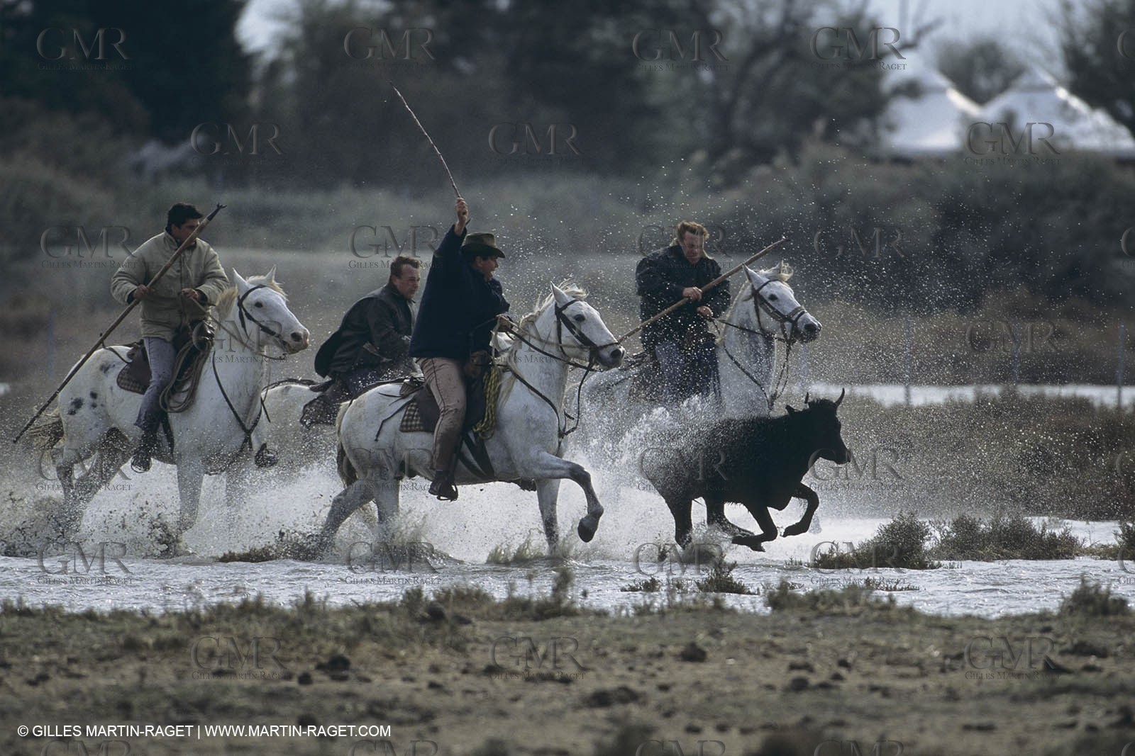 France, Provence, Camargue, Gardians de Camargue, métier, fêtes, élevage, tri