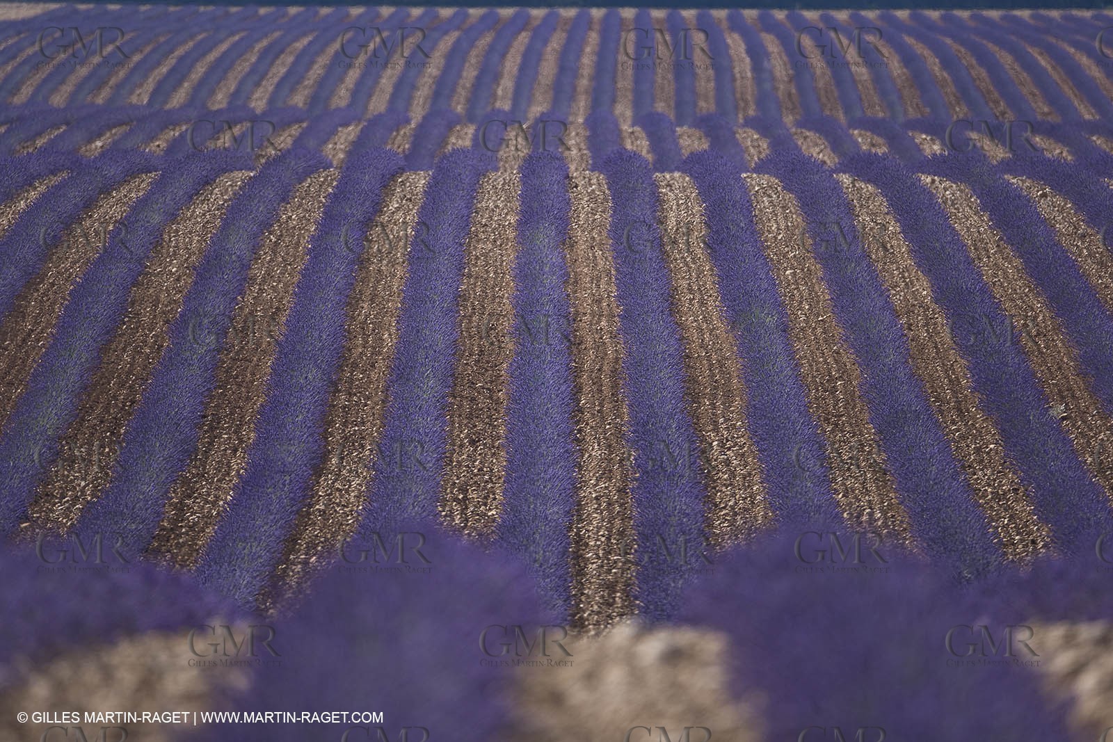 13 08 2007 - Valensole (04) - lavender fields on Valensole plateau