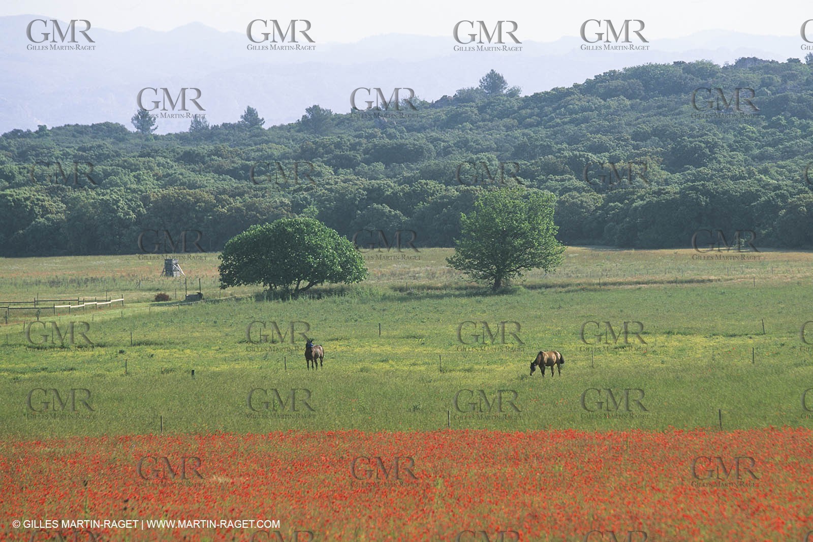 France, Provence, Champs de Coquelicots   Poppies fields