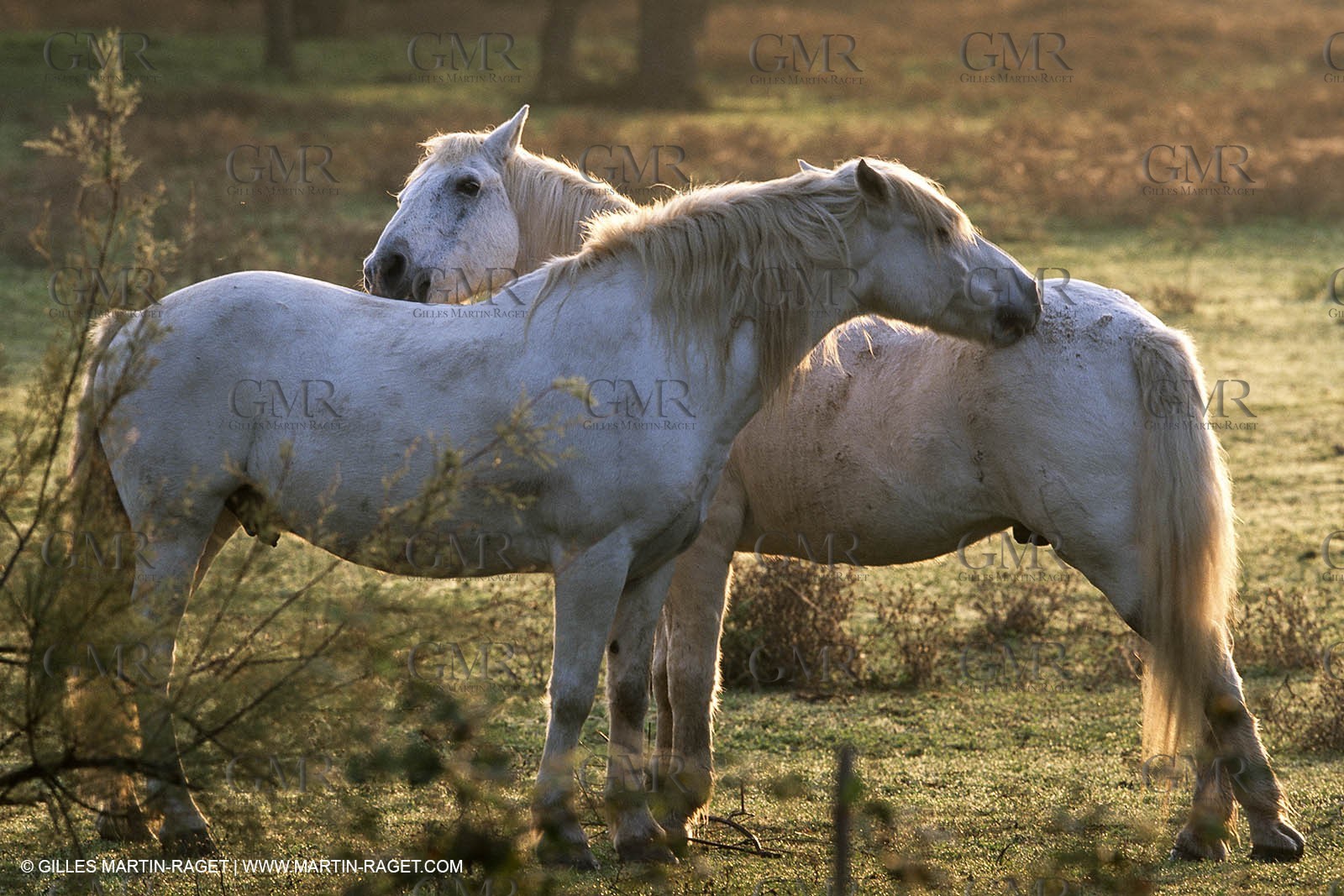Camargue (FRA,13) - Little Camargue