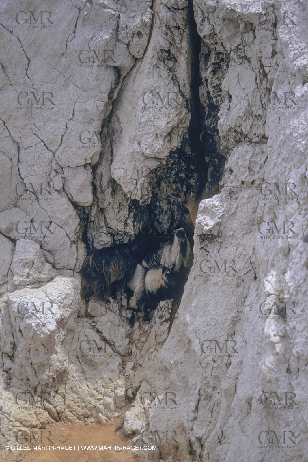 France, Provence, Les Calanques & Iles de Marseille, Chèvres de l'Ile Maire