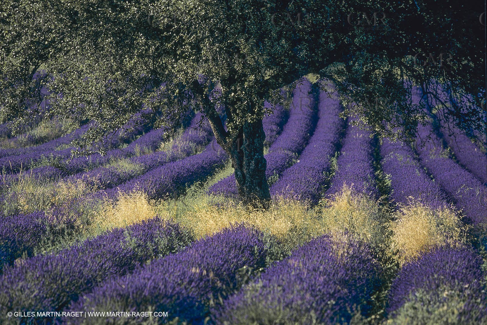France, Provence, Higher Provence, Valensole Plateau, Lavender