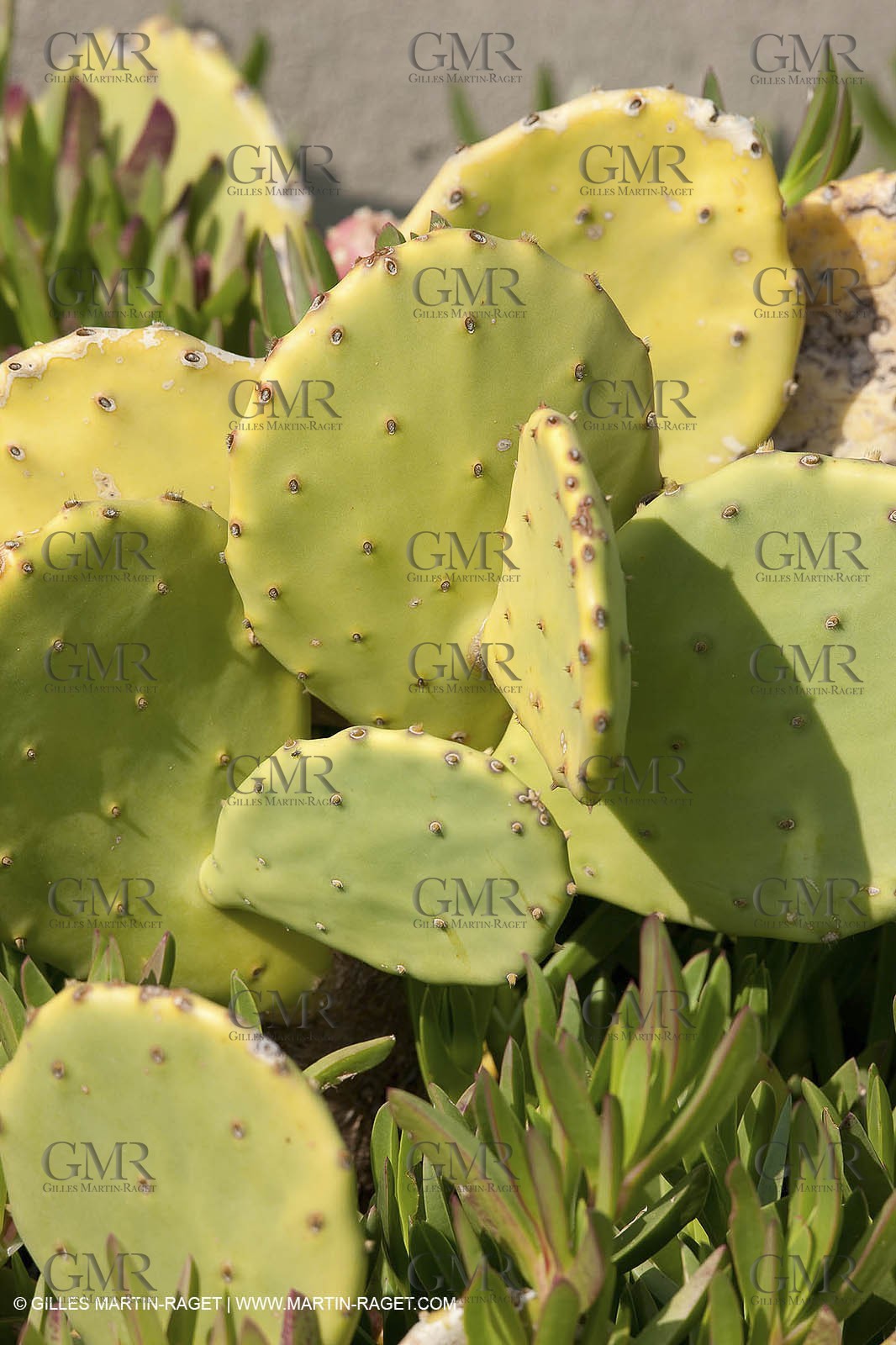 19 03 2009 - Marseille (FRA, 13) - Calanques - Marseilleveyre creek
