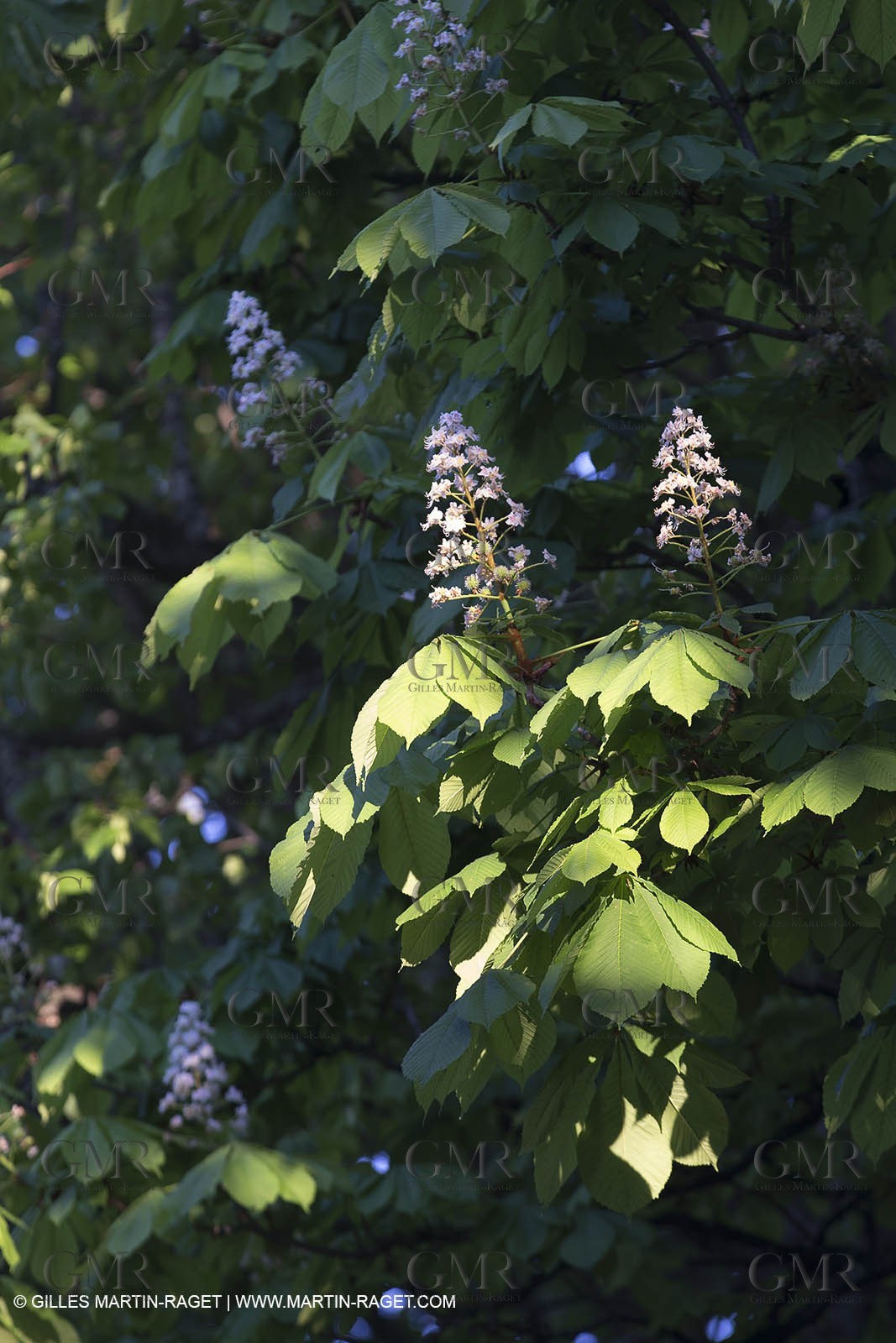 Domaine de la Baume - Tourtour (FRA,83) - 15 05 2014
