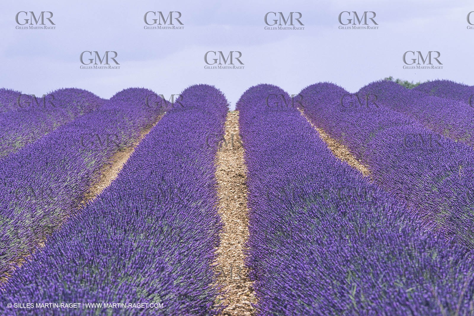 France, Provence, Champs de lavandes en fleur