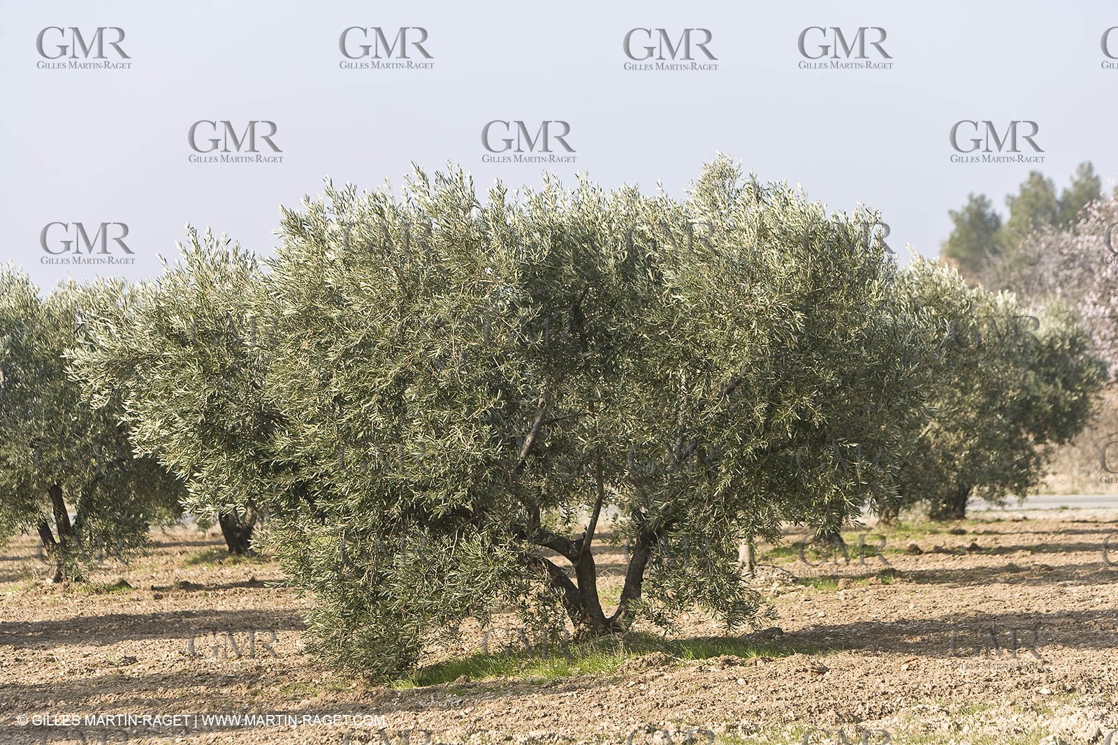 16 02 2008 - Les Baux de Provence (FRA, 13) - Alpilles hills landscapes