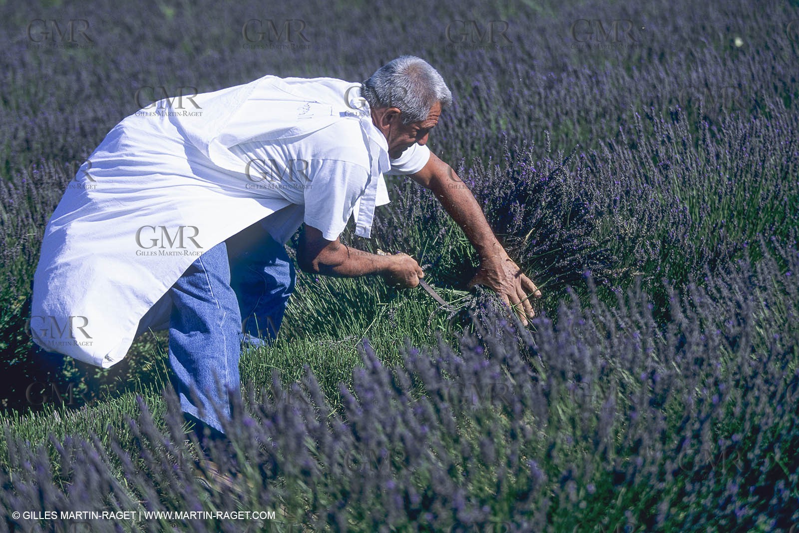 France, Provence, Higher Provence, Valensole Plateau, Lavender