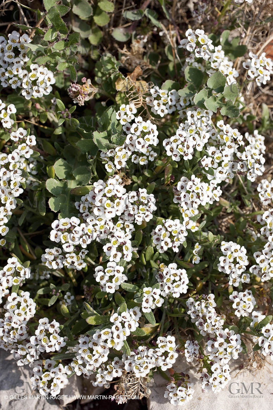 19 03 2009 - Marseille (FRA, 13) - Calanques - From Callelongue to Marseilleveyre