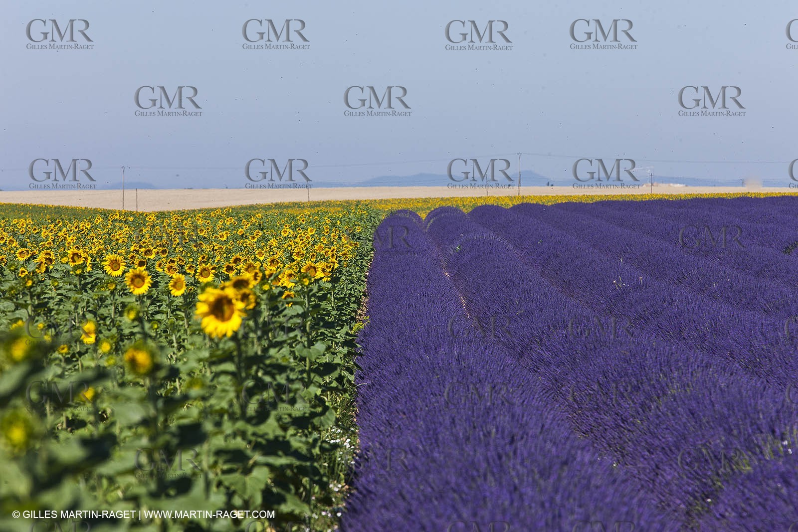 27 06 2011 - Valensole (FRA, 04) - Lavander fields