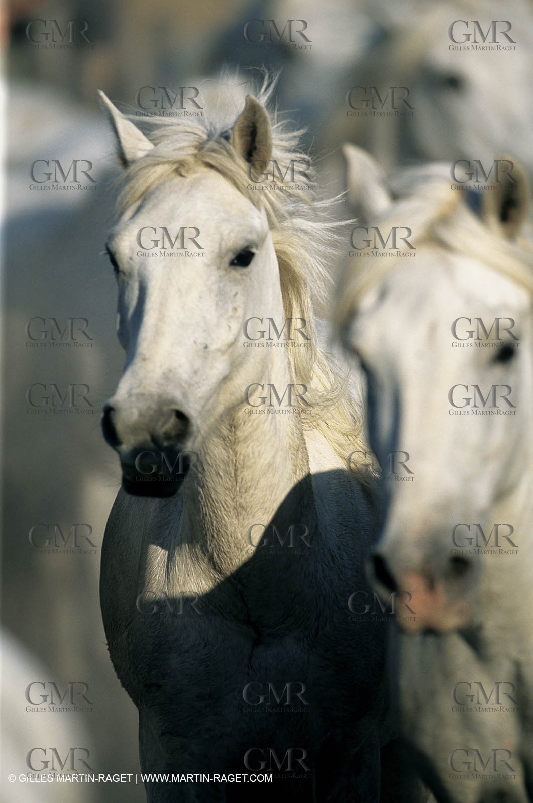 2000-2010- Arles - Les Saintes Maries de la mer (FRA,13) - Camargue horses