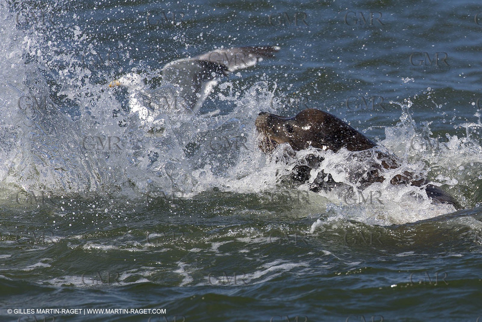 19 09 2013 - San Francisco (USA,CA) - 34th America's Cup - Final Match - Racing Day 9.