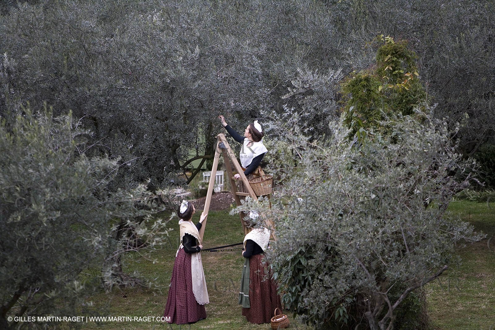 18 02 2007 - Saint Rémy de Provence - Reine d'Arles dans les Alpilles - Ceuillette des olives