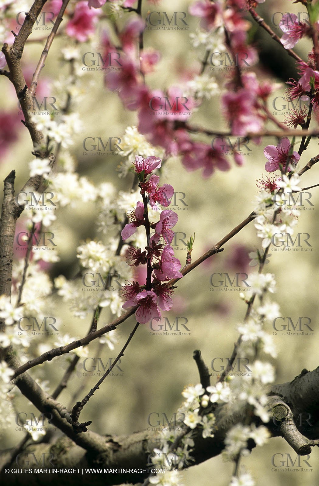 Luberon, Vaucluse (FRA,84) - Fruit trees blooming