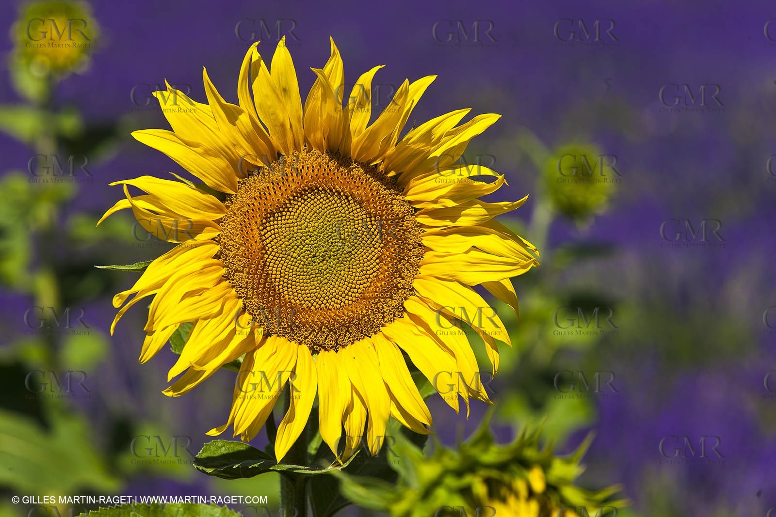27 06 2011 - Valensole (FRA, 04) - Lavander fields