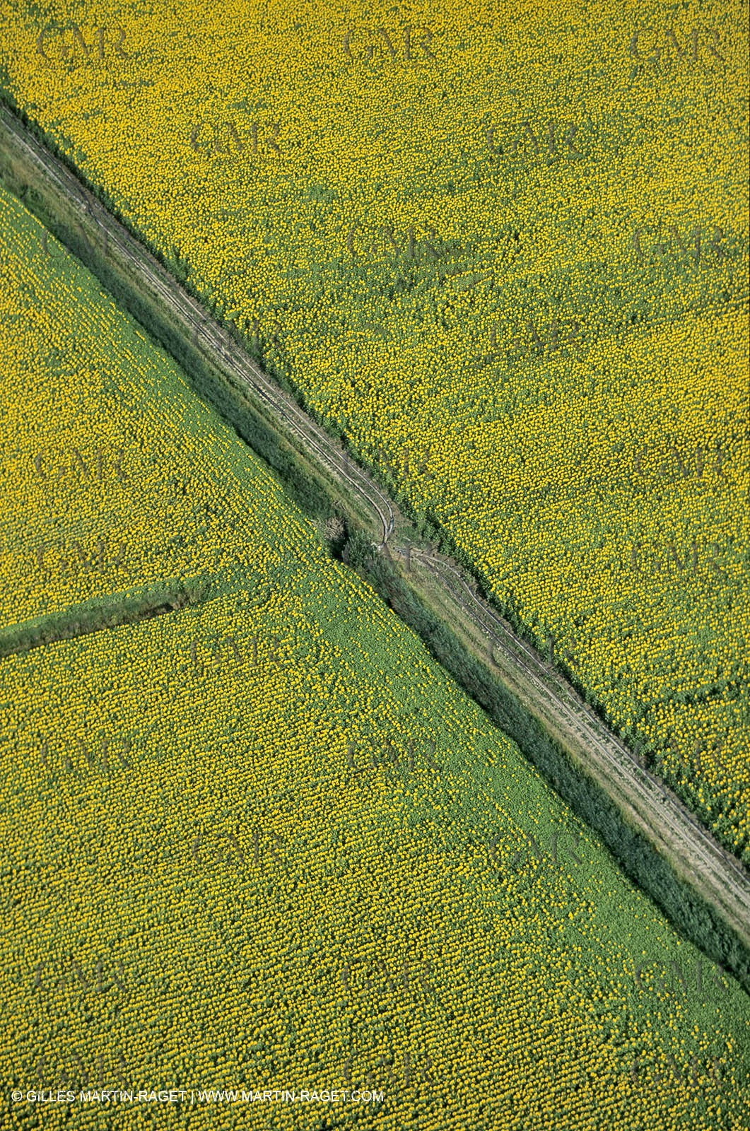 Alpilles countryside