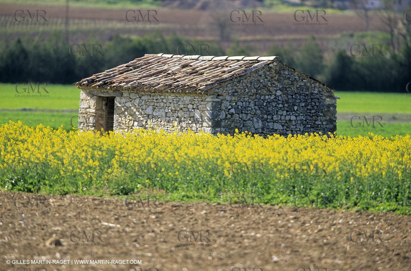 Alpilles (FRA,13), Rape fields