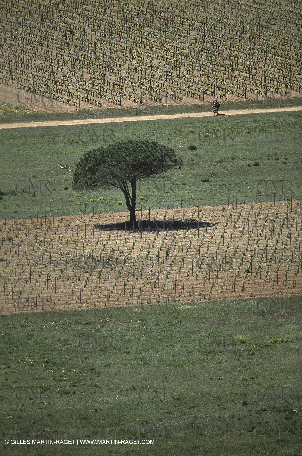 Var, 'Hyères islands, (FRA, 83), Porquerolles island
