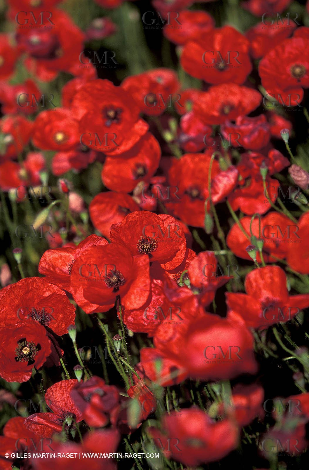 Poppies - Poppies field