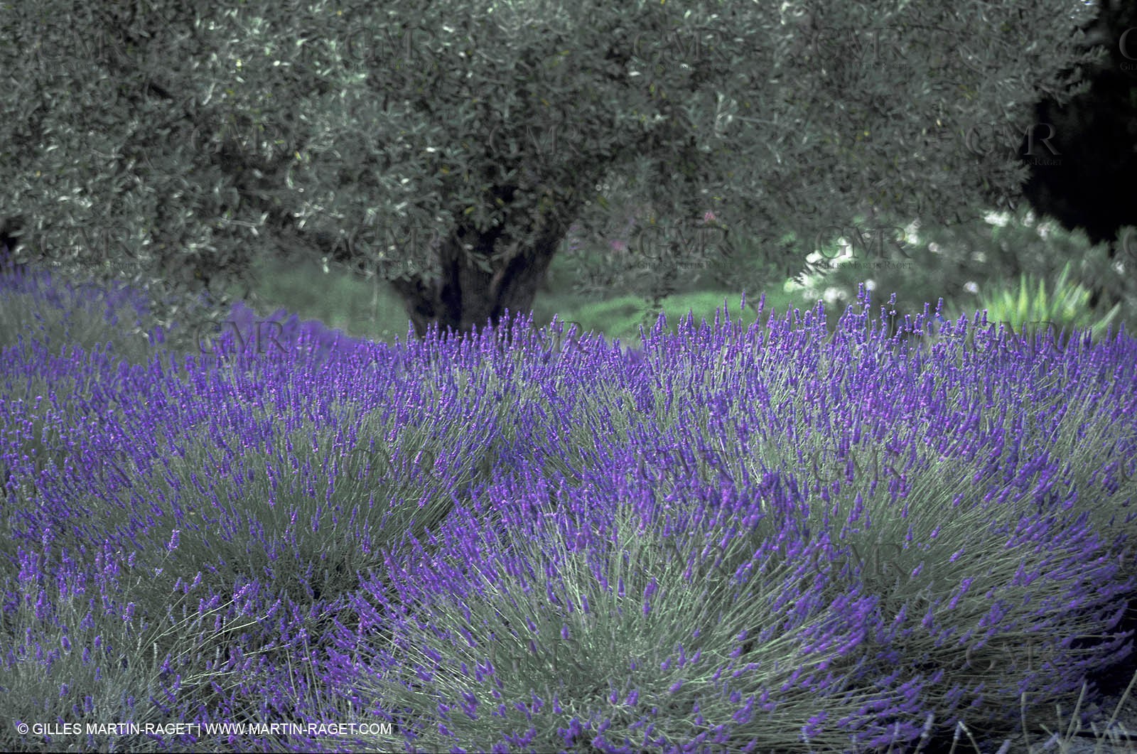 Lavenders