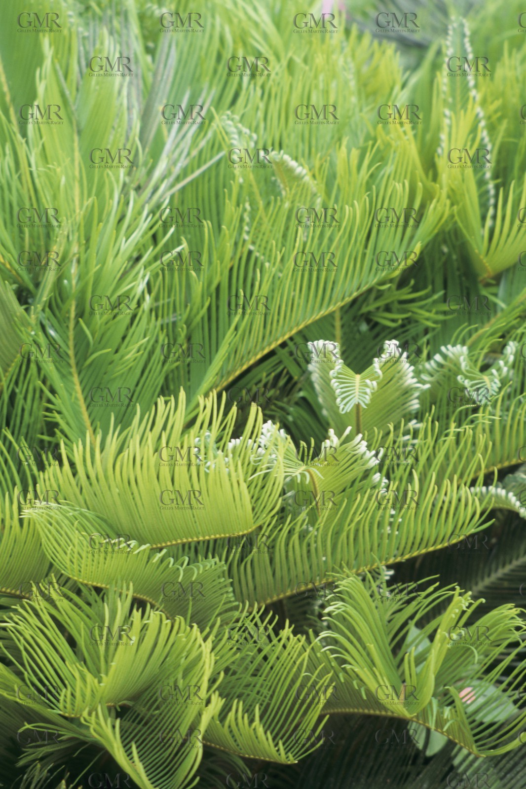 Destinations, Antilles, West Indies, Caribean, British Virgin Islands