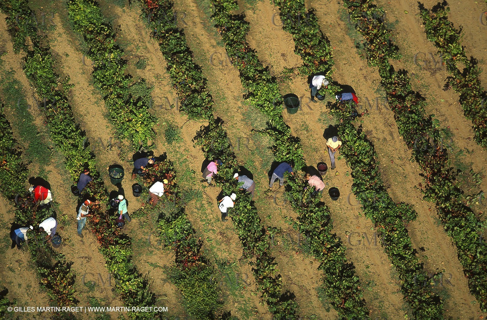 Provence, Harvest time