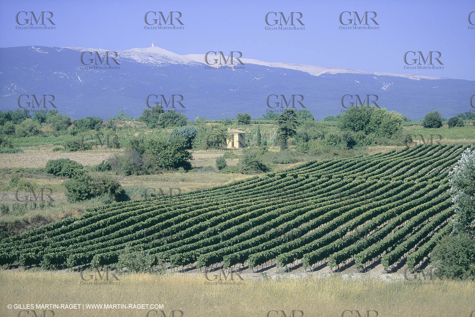France, Provence, Lavender fields
