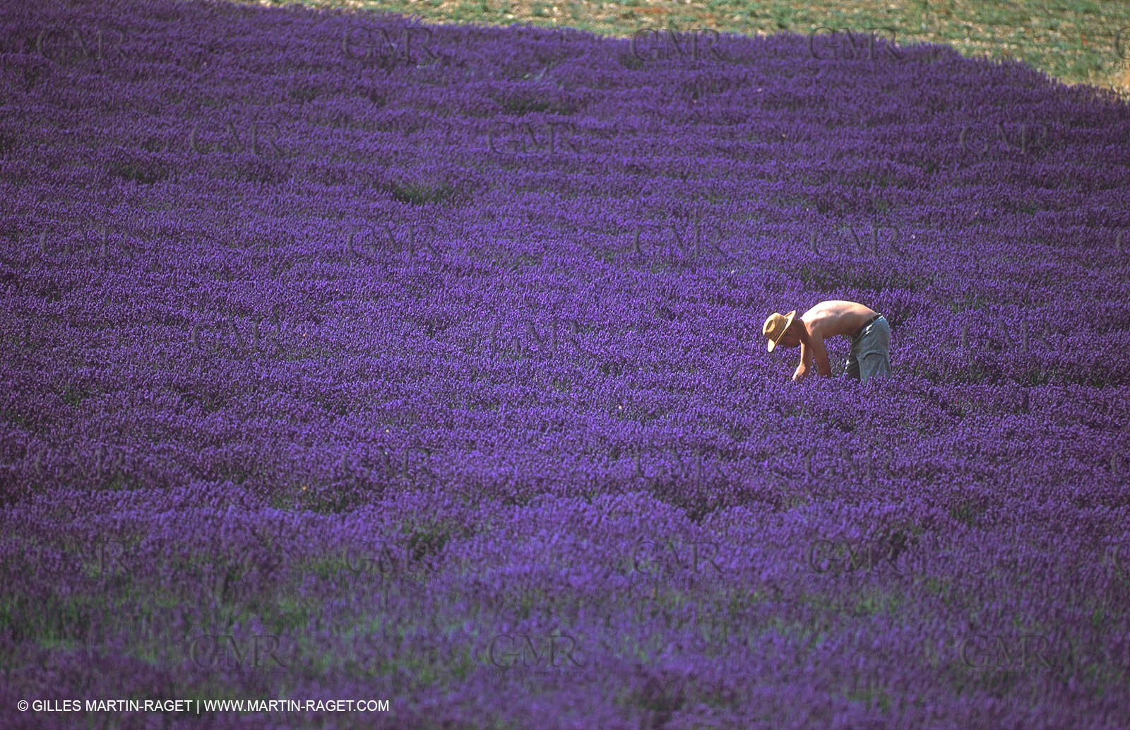 Lavander fields