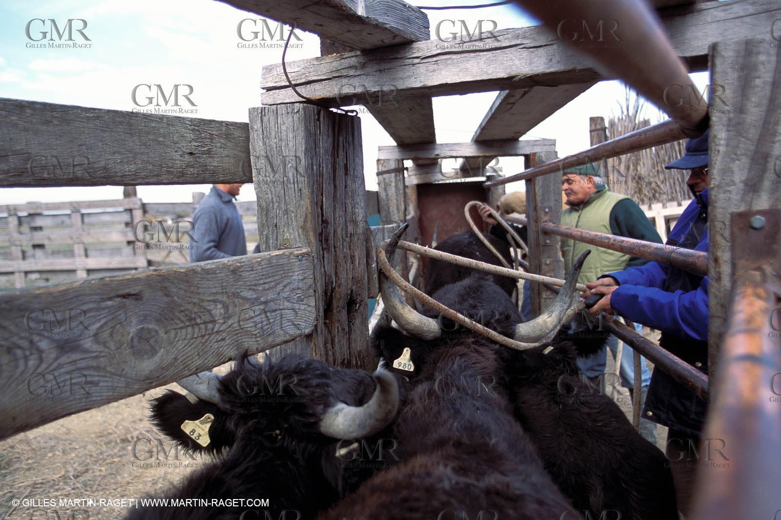 Camargue horses and bulls breeding